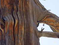 Hairy Woodpecker 2041